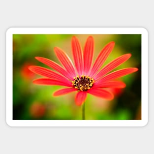 Red Osteospermum Sticker